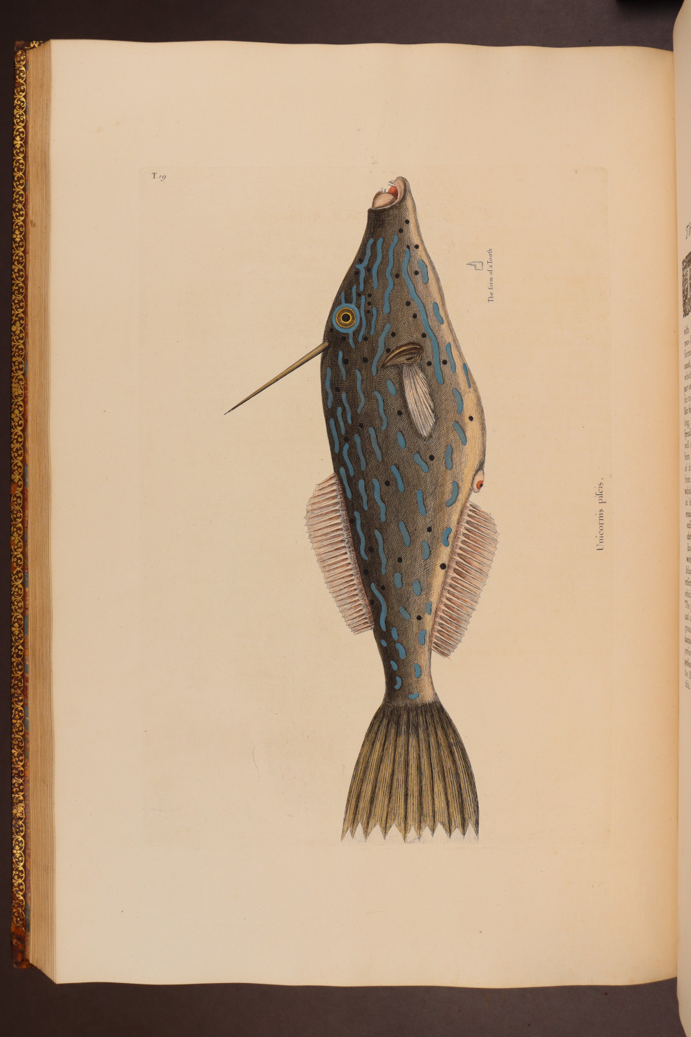 Plate 19